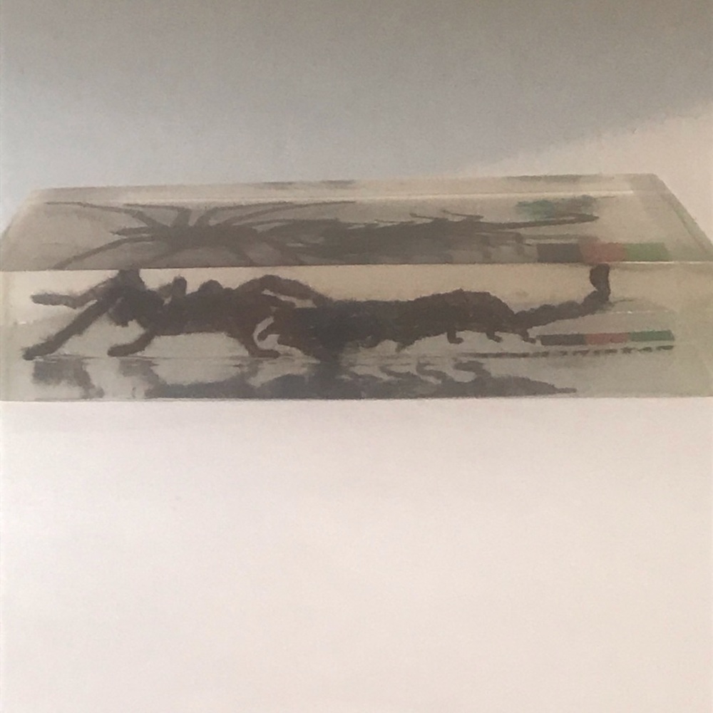 SCORPION AND SPIDER COLLECTABLE - Picture 3 of 4